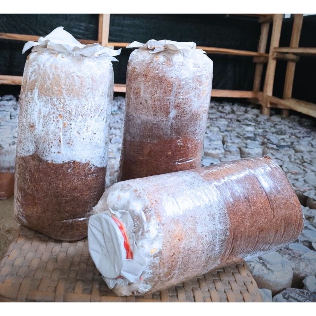 baglog jamur tiram