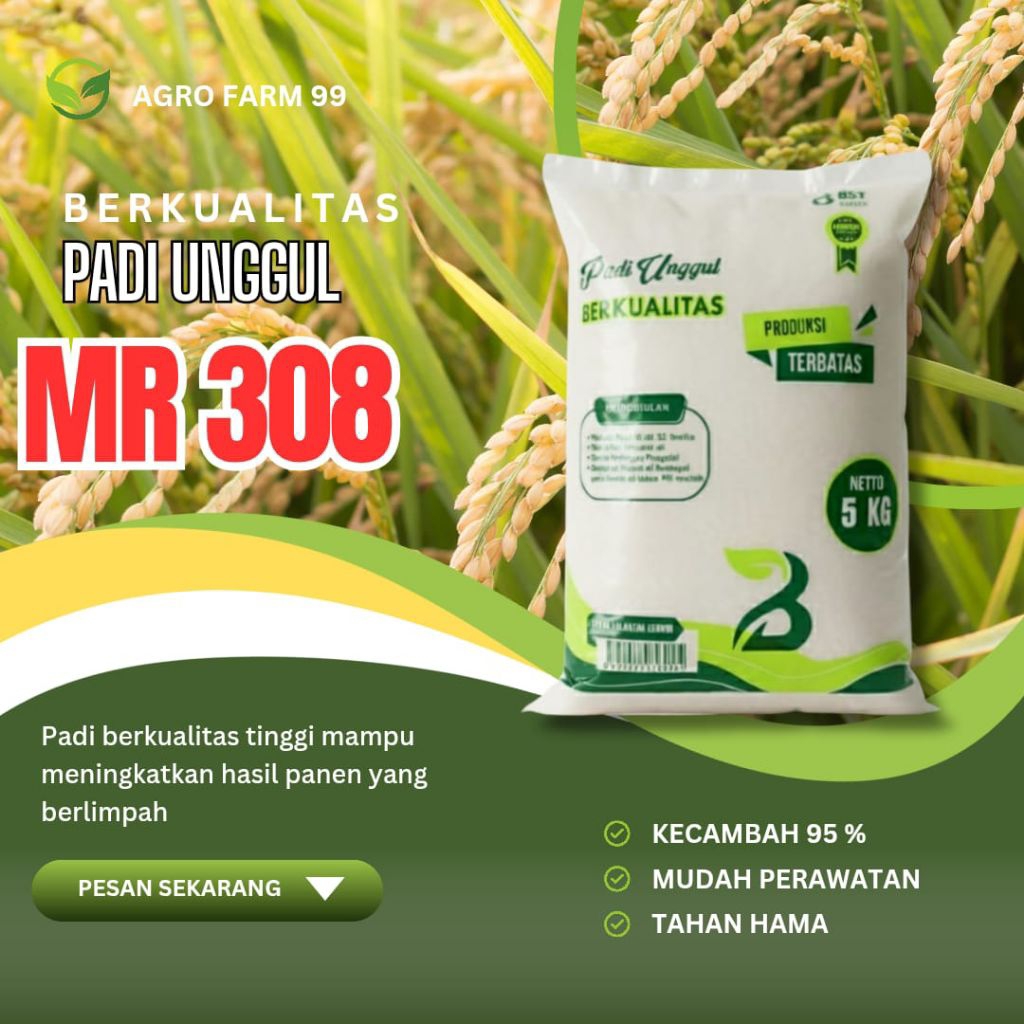 benih padi unggul MR 308