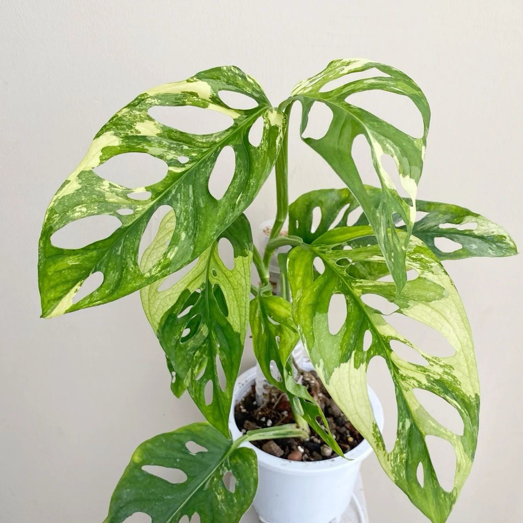 Tanaman hias janda bolong varigata lokal - Janda bolong varigata