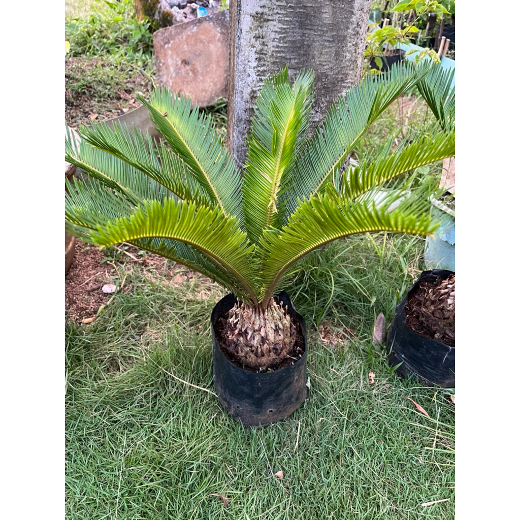 Sikas Mawar bonggol besar