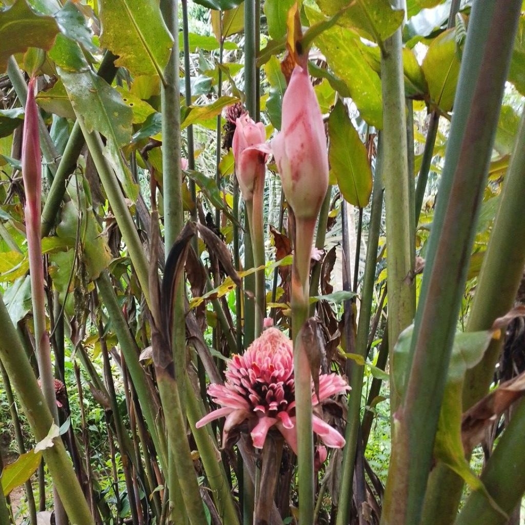 bunga kecombrang 1kg