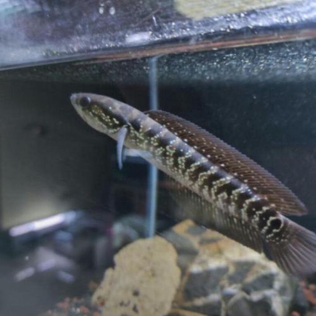 Channa Asiatica White Spot Garansi Pengiriman