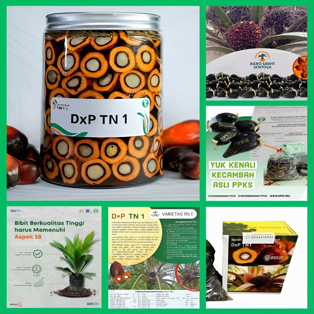 Bibit Benih Kecambah Kelapa Sawit Unggul DxP TN 1 Bersertifikat