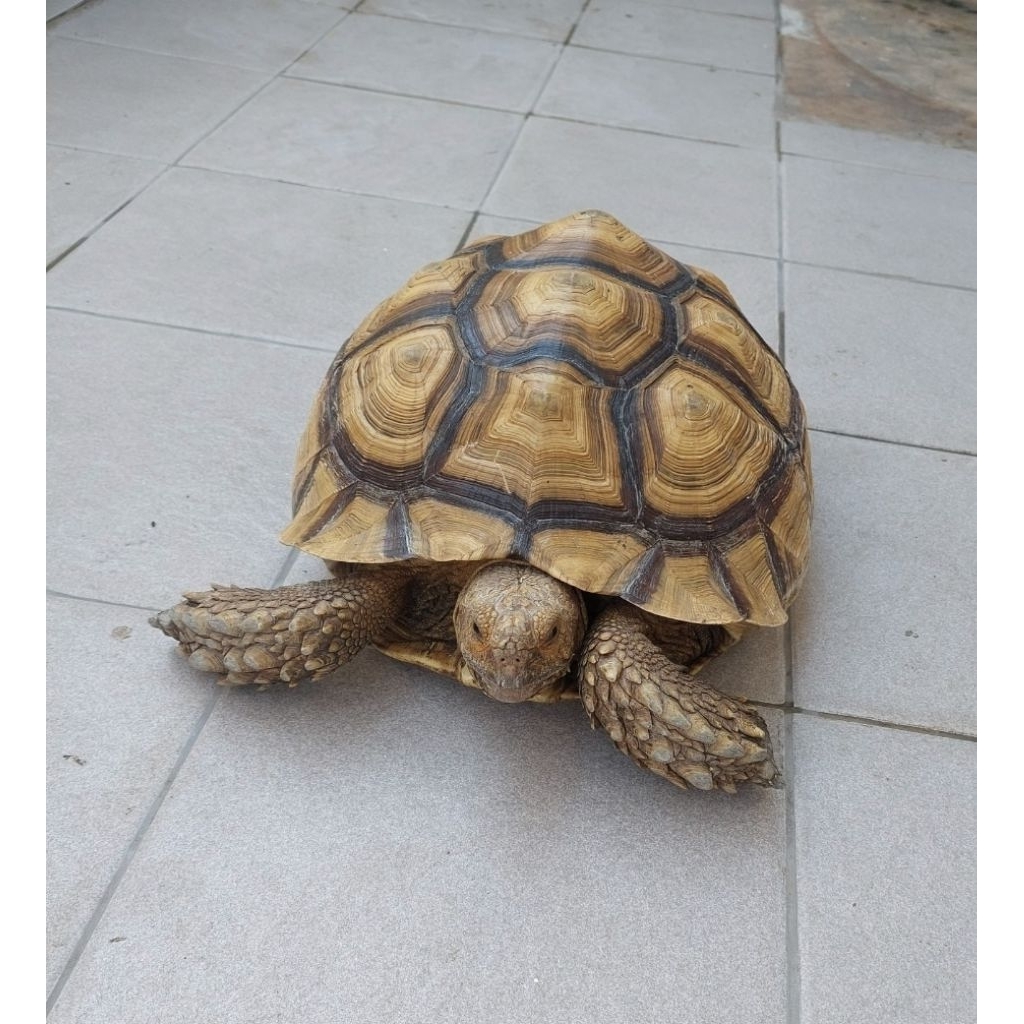 sulcata tortoise