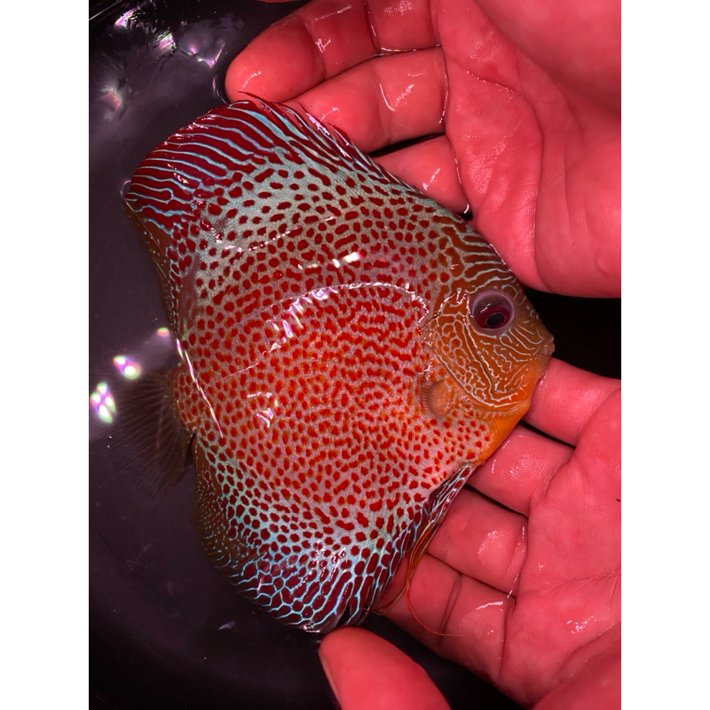 ikan discus LSS 4 in