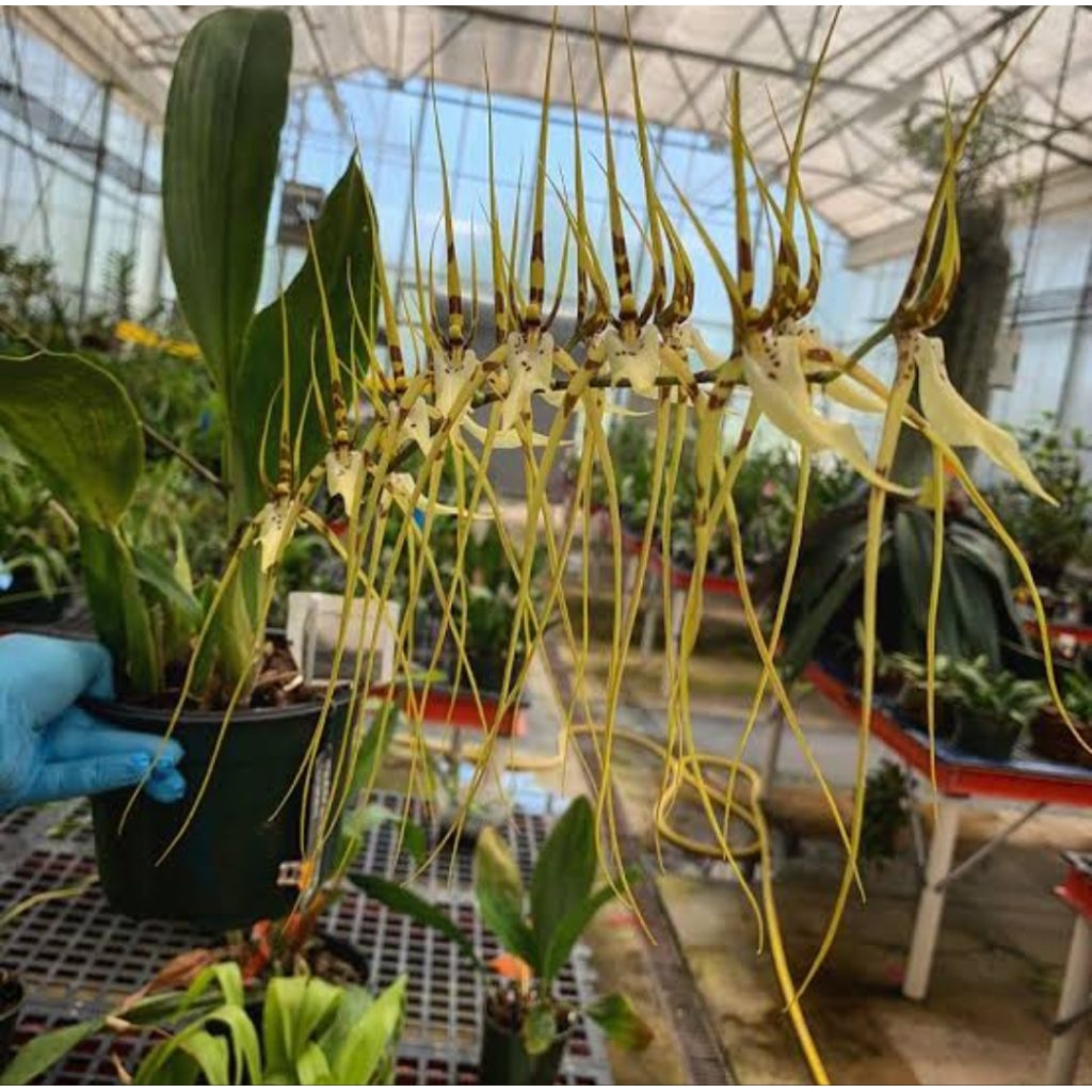 oncydium brassia arcuigera,dewasa