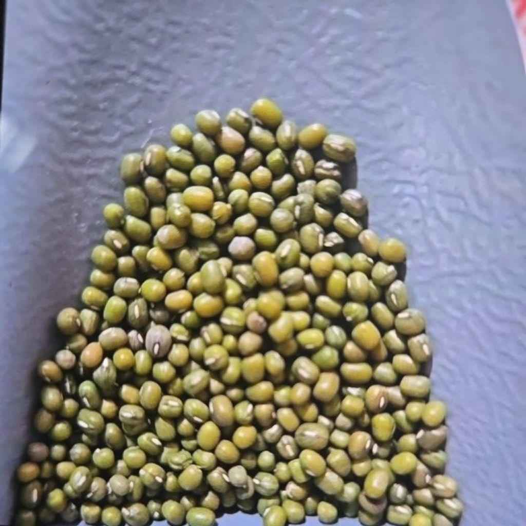 kacang hijau birma yulek