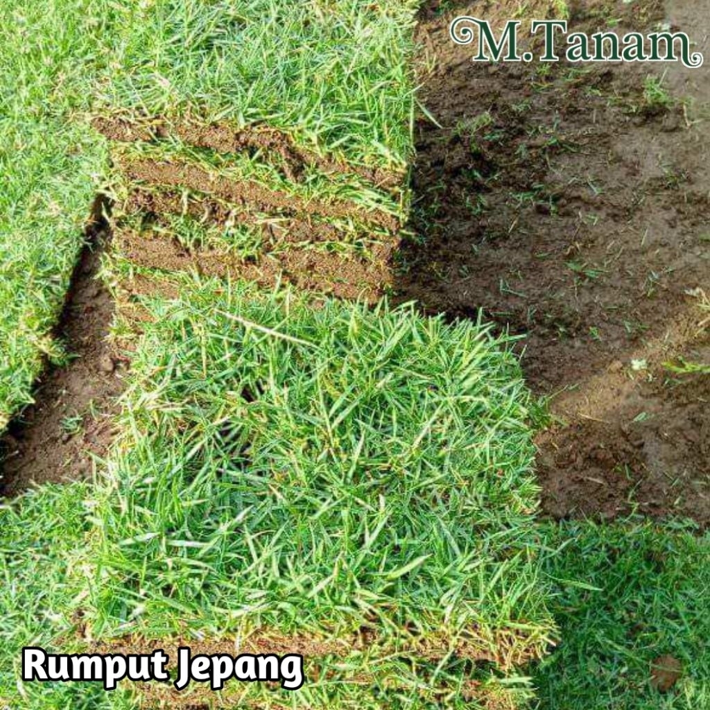 RUMPUT JEPANG HIDUP PERKOTAK / rumput makam / rumput taman hias