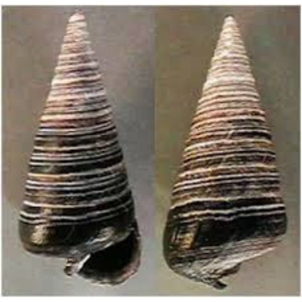 Keong Bakau Keong Kerucut Hiasan Aquascape