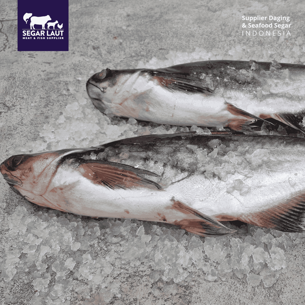 IKAN PATIN | FRESH FROZEN & SEGAR