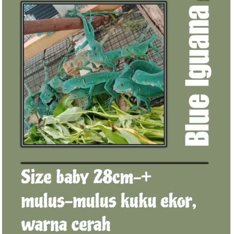 PELET IGUANA BLUE / PELET IGUANAKAMPUNG BLUE IGUANA