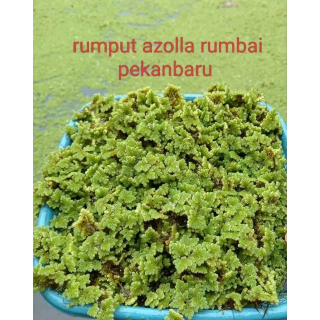rumput azolla rumbai pekanbaru