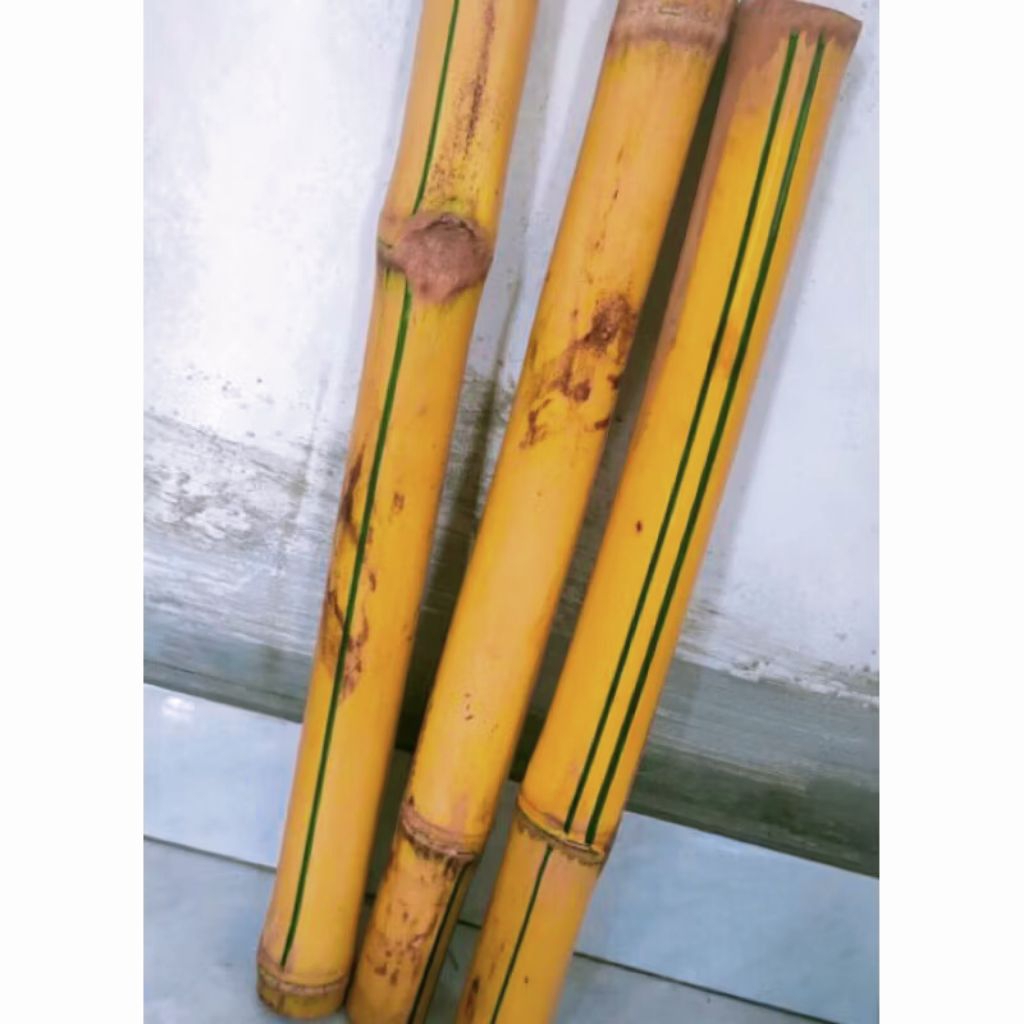 bambu kuning panjang 1meter