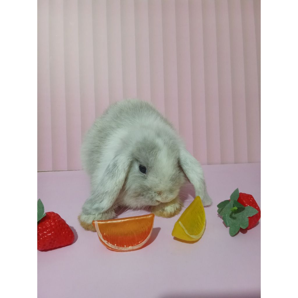 Kelinci Holland Lop Magpie Kelinci Hias