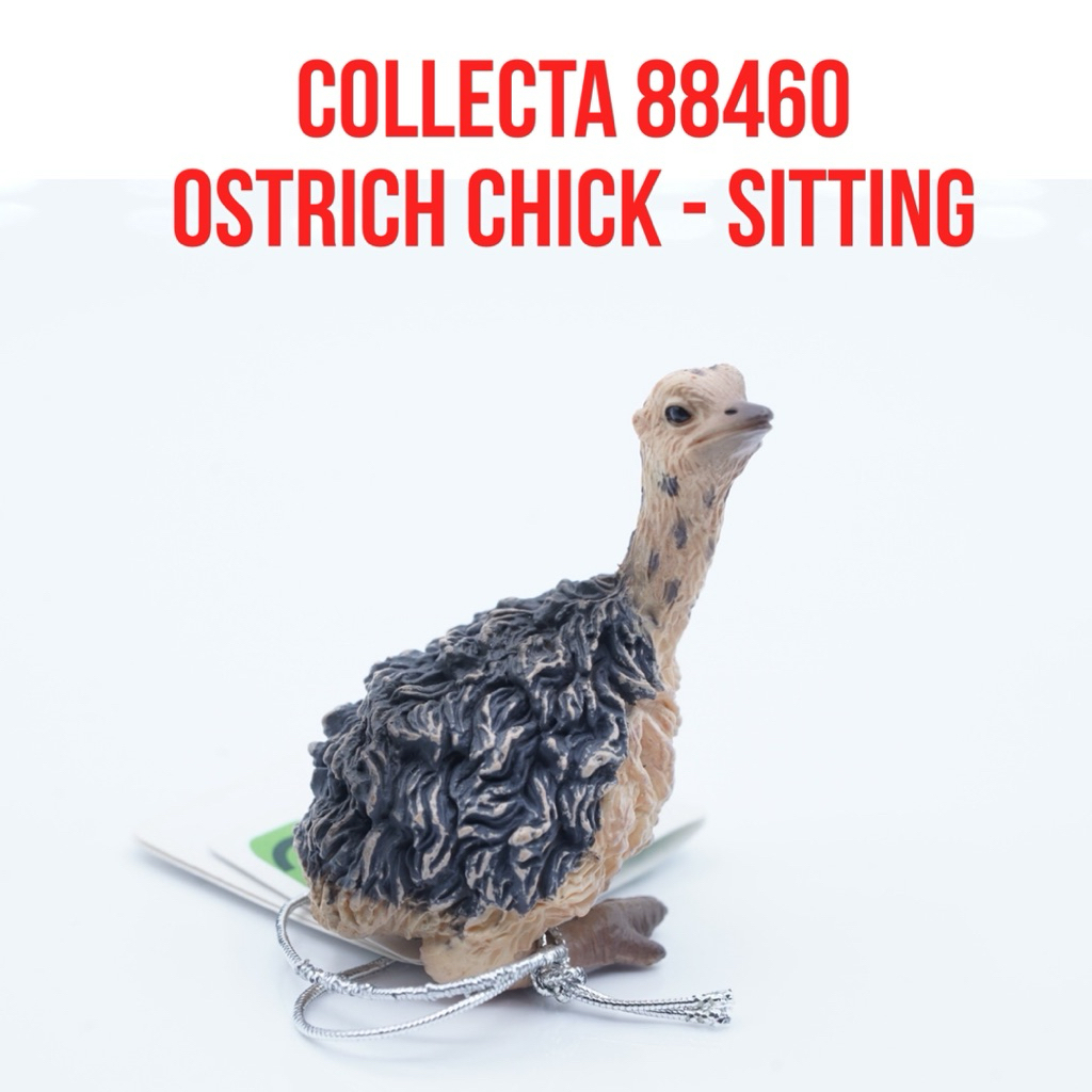 Collecta 88460 | Ostrich Chick Sitting Anak Burung Unta Struthio Canelus | Mainan Figure Binatang Mi