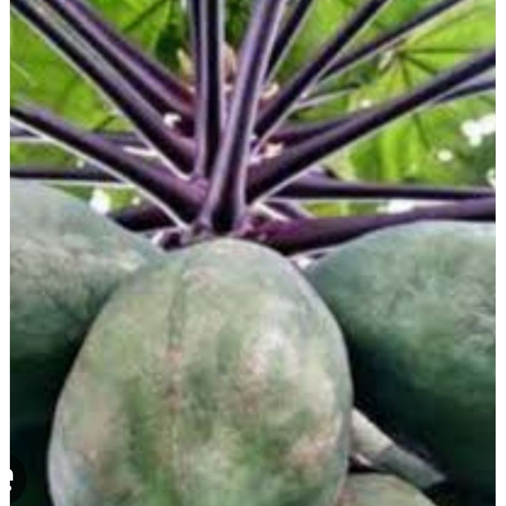 Buah Pepaya Wulung.