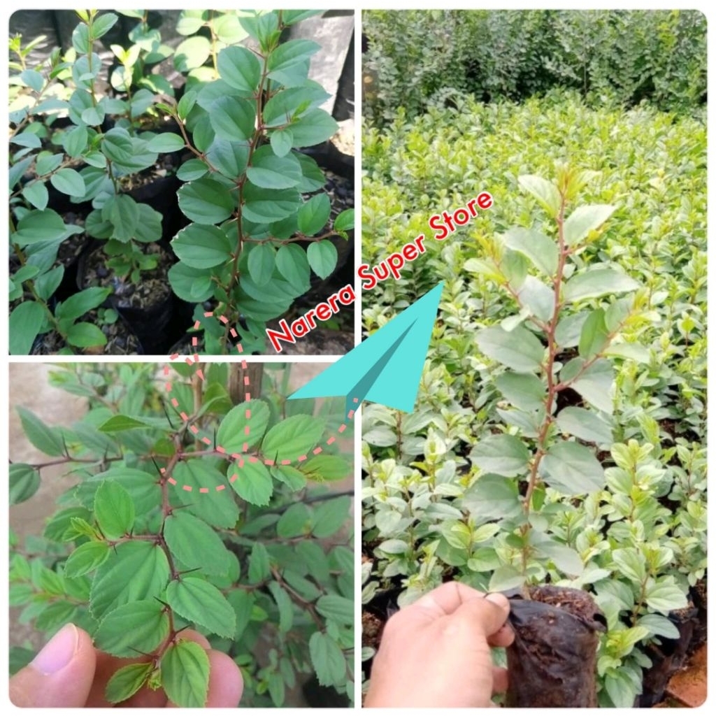 Pohon Tanaman Bidara Arab Dewasa Obat Herbal Asli Bibit Murah Ekonomis