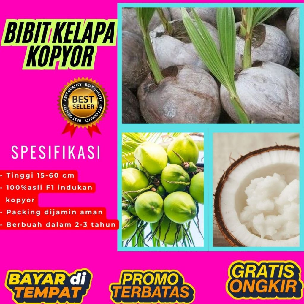 DIJAMIN ASLI  Bibit Kelapa Kopyor Bersertifikat, Bibit Kelapa Kopyor Genjah
