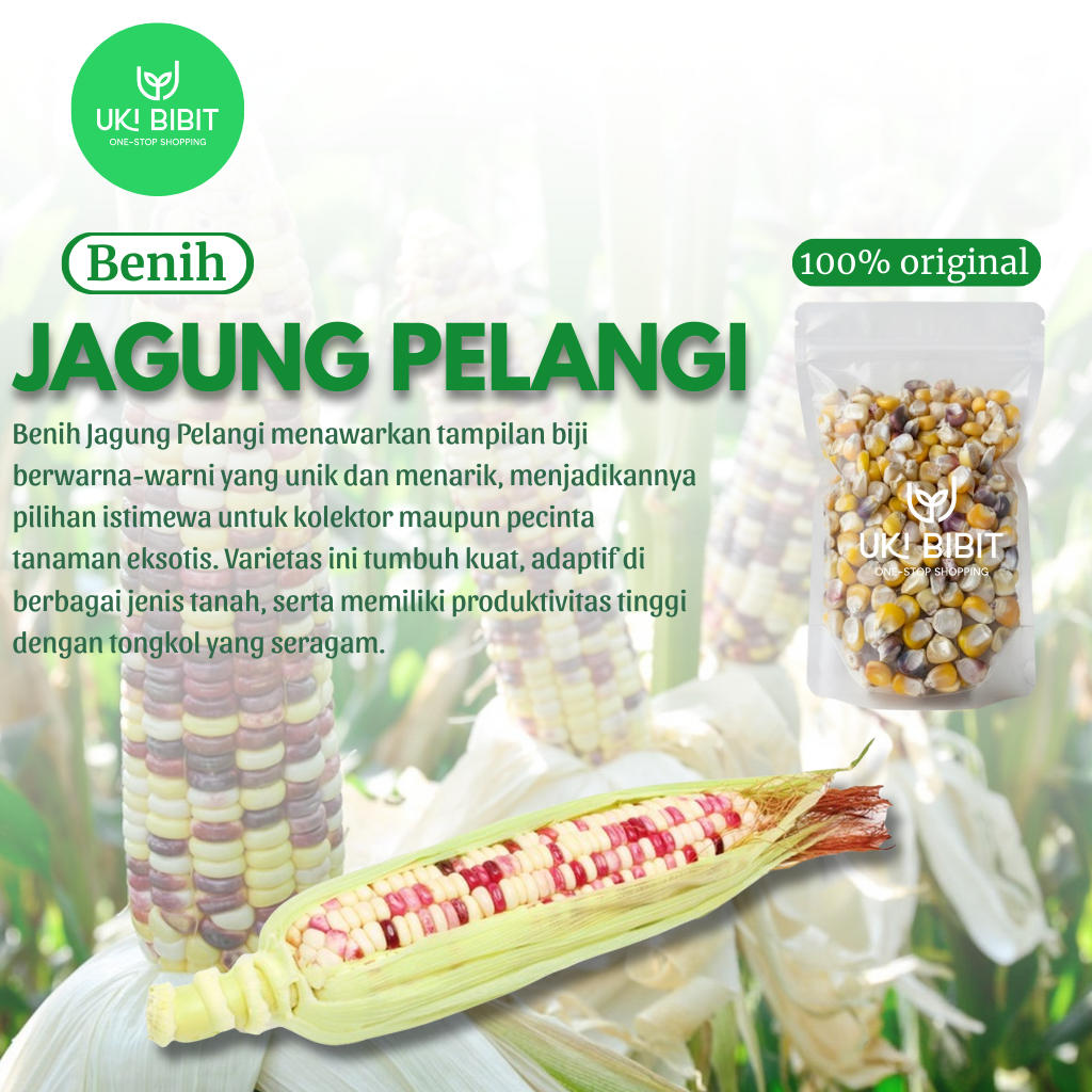 ( 15 Butir ) Benih Biji Jagung Pelangi | Jagung Rainbow | Jagung Warna Warni