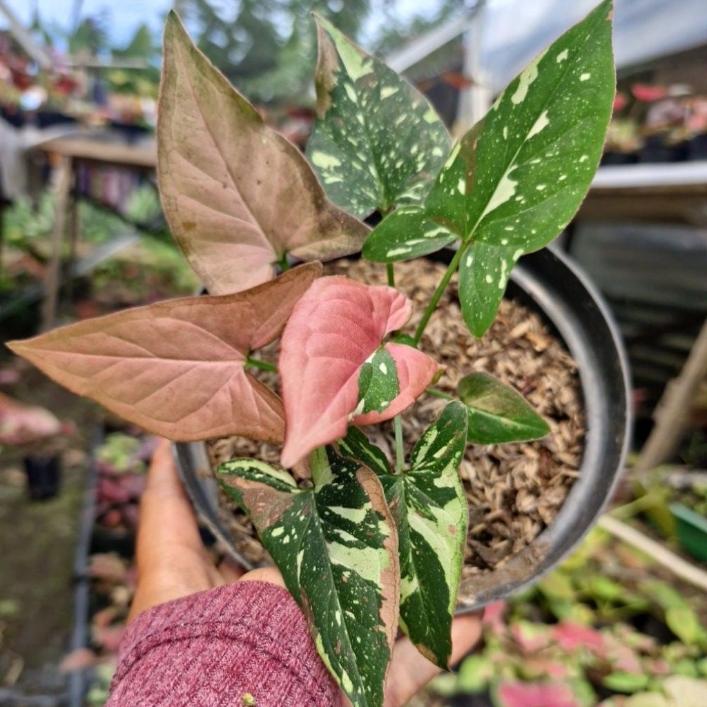 Syngonium Red Spot Tri Color