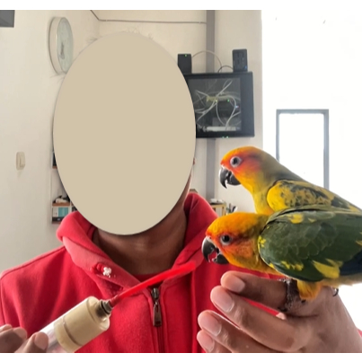 Sepasang Burung Sun Conure