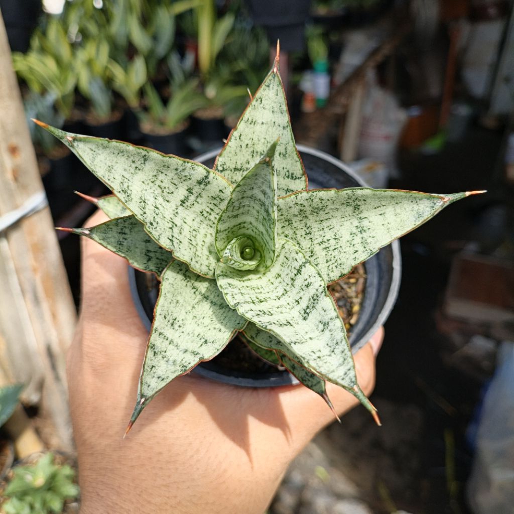 Sansivera hybrid lotus