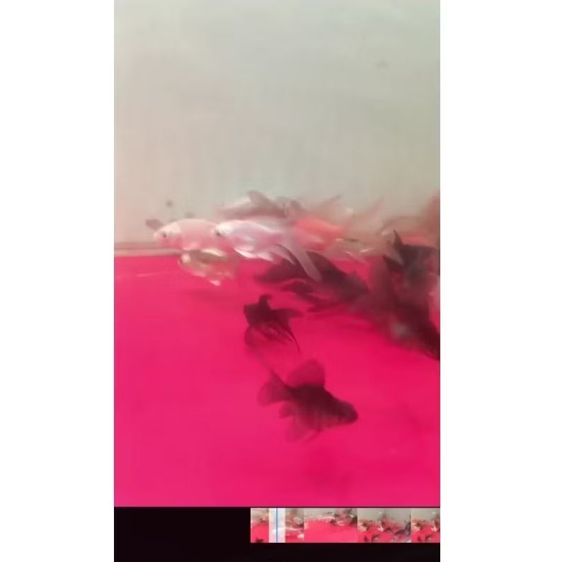 koi hudielong butterfly 12 cm