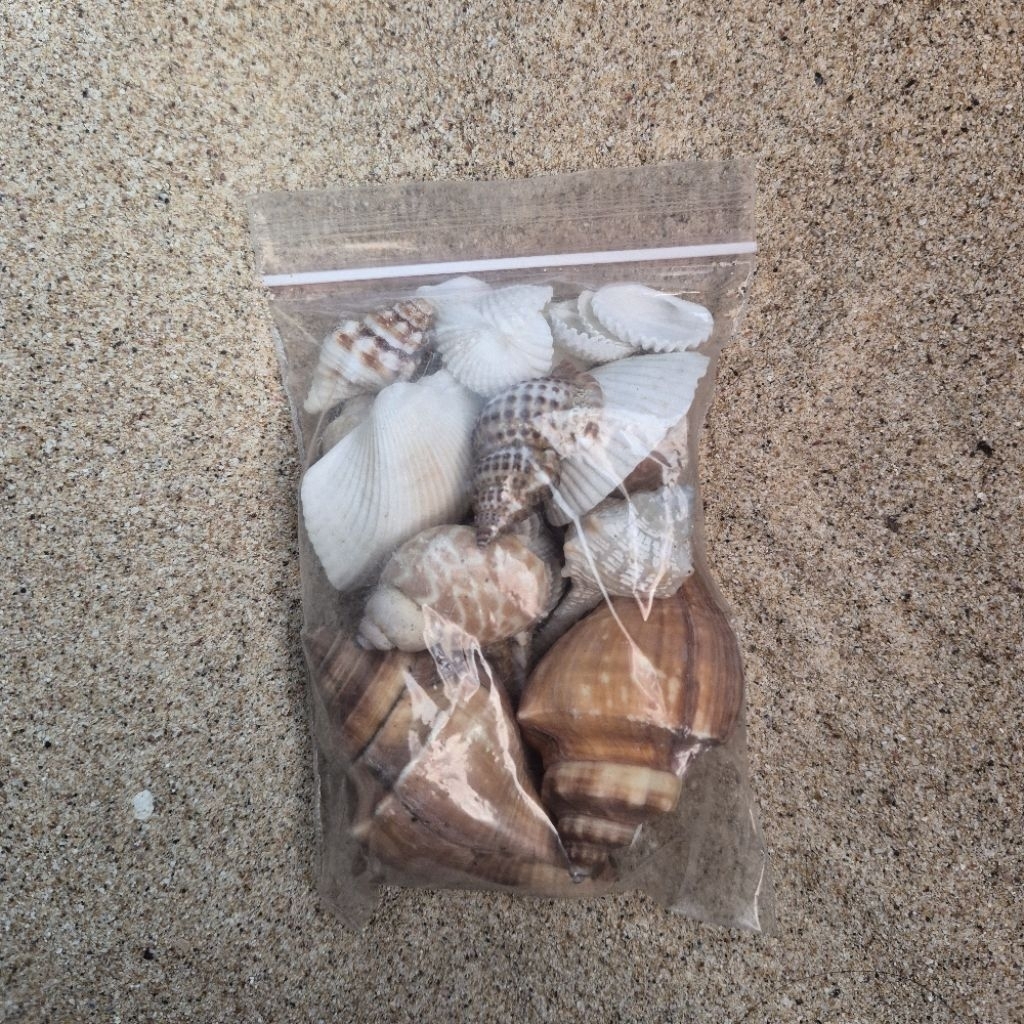 Hiasan Cangkang Keong Kerang Dekorasi Aquarium Hiasan Meja + Pasir