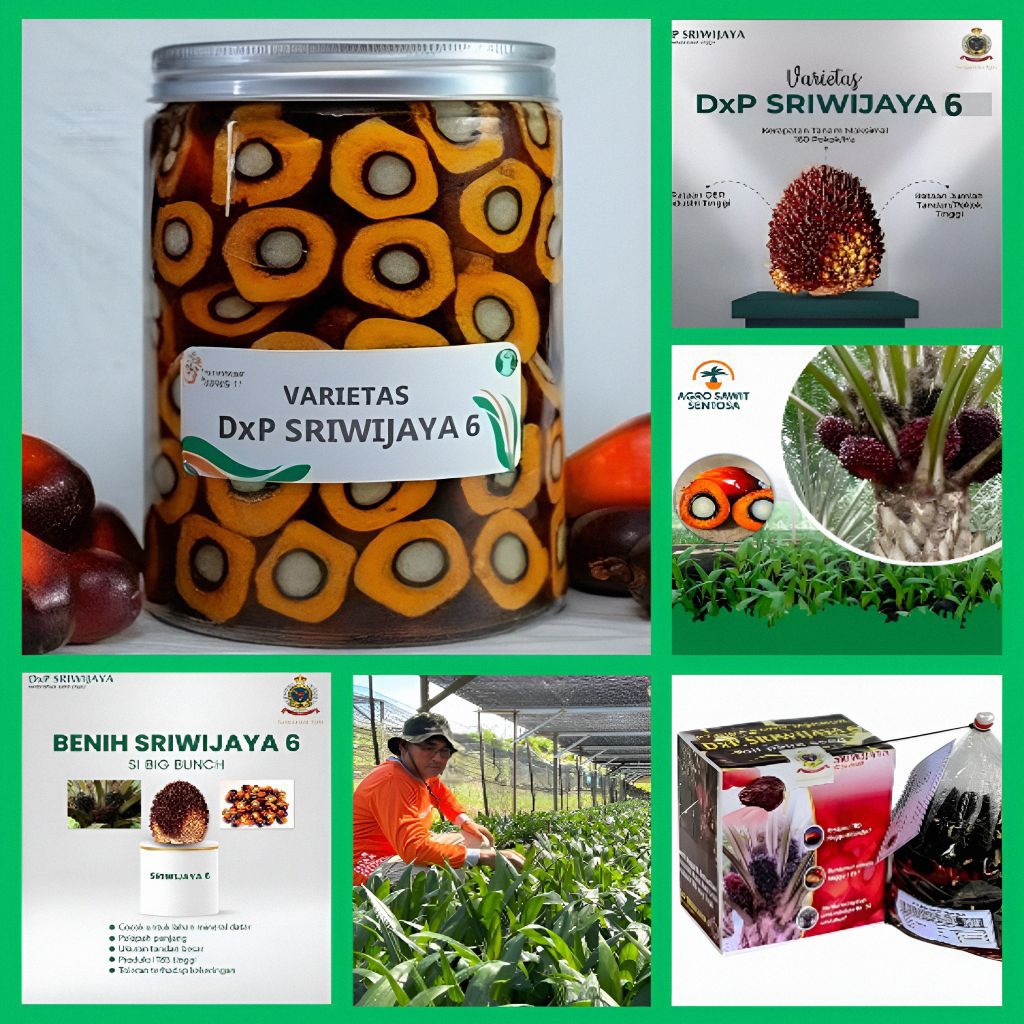 Bibit Benih Kecambah Kelapa Sawit Unggul DxP Sriwijaya 6 Bersertifikat