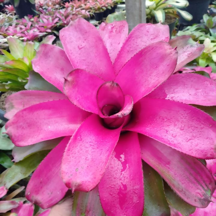 Tanaman hias bromelia pink grass