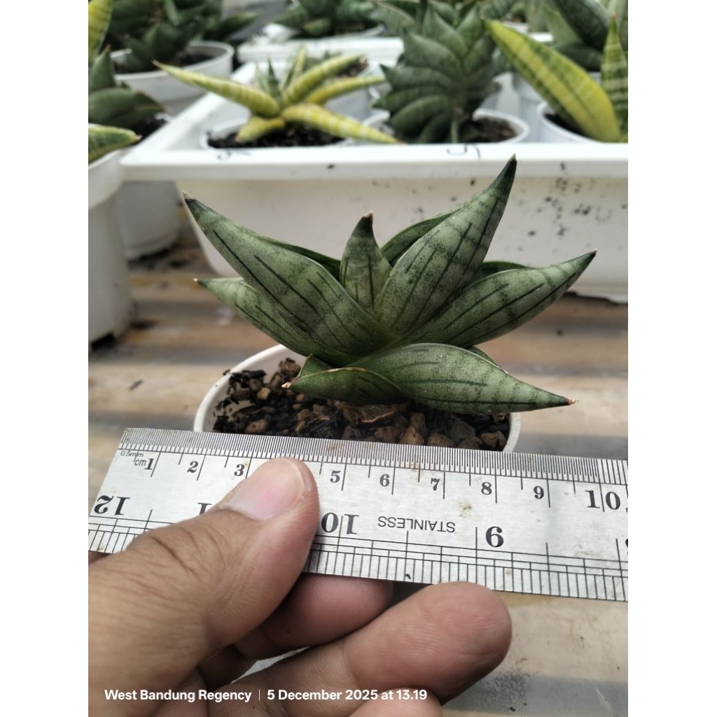 sansevieria hybrid toob