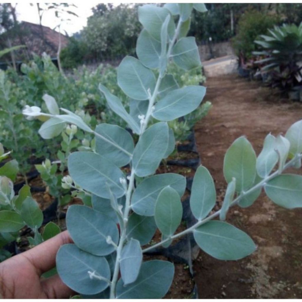 Bibit Tanaman Hias Silver Dollar Memusa