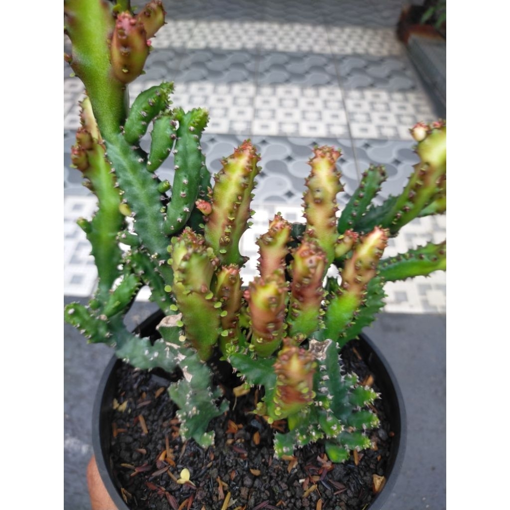 Euphorbia Lactea Montrose 'red dragon' Indukan