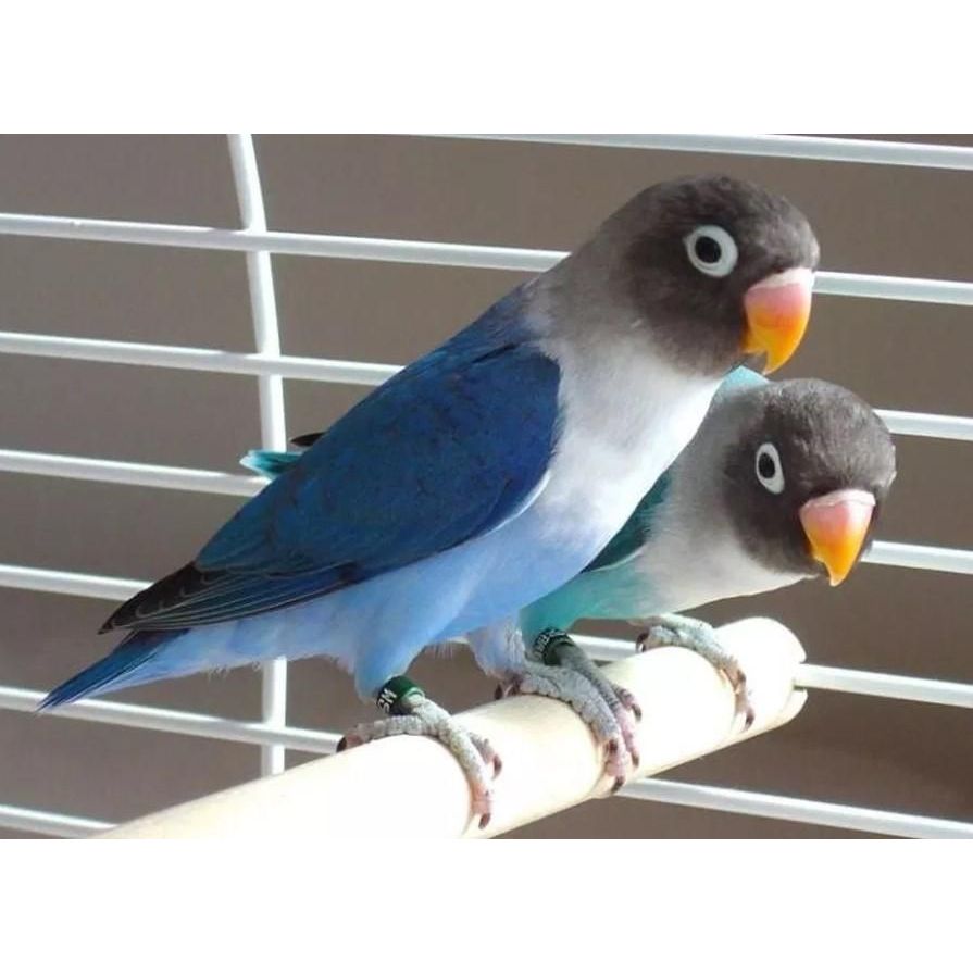 Burung Lovebird Sepasang Warna Violet & Cobalt Siapan Breeding