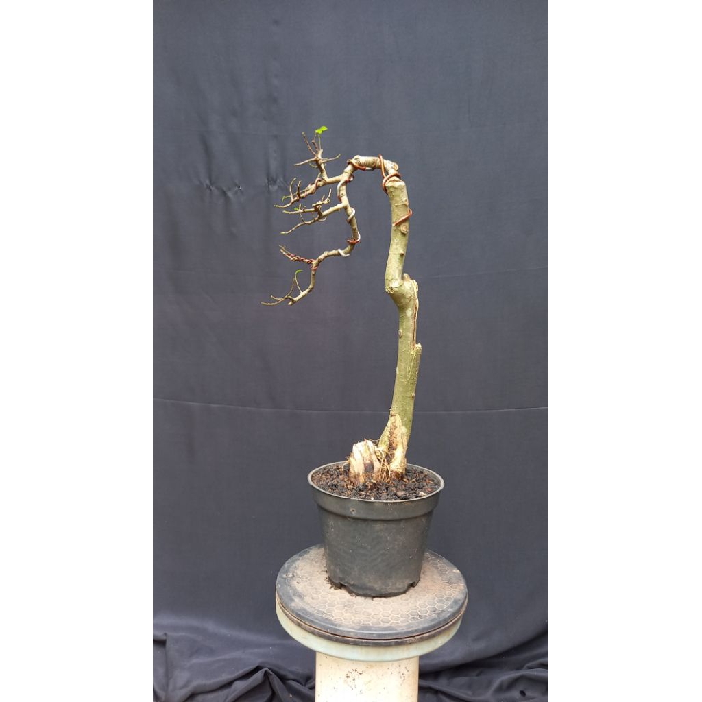 BONSAI POHON SERUT BUNJIN/STREBLUS ASPER