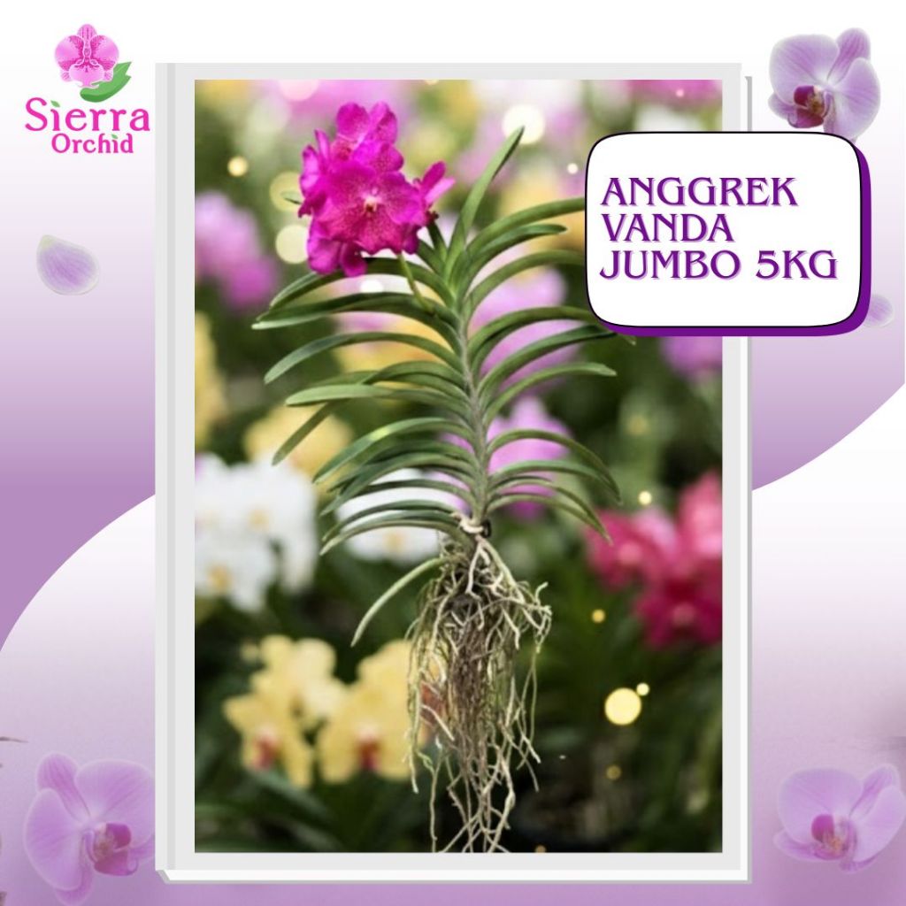 Anggrek Vanda Jumbo 5kg