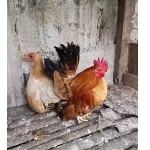 ayam serama sepasang dewasa