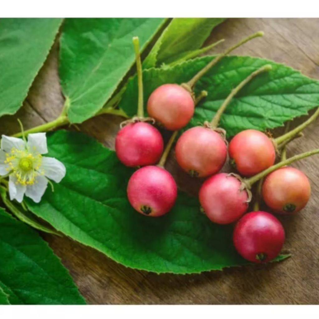 Buah ceri segar paket 50 biji.