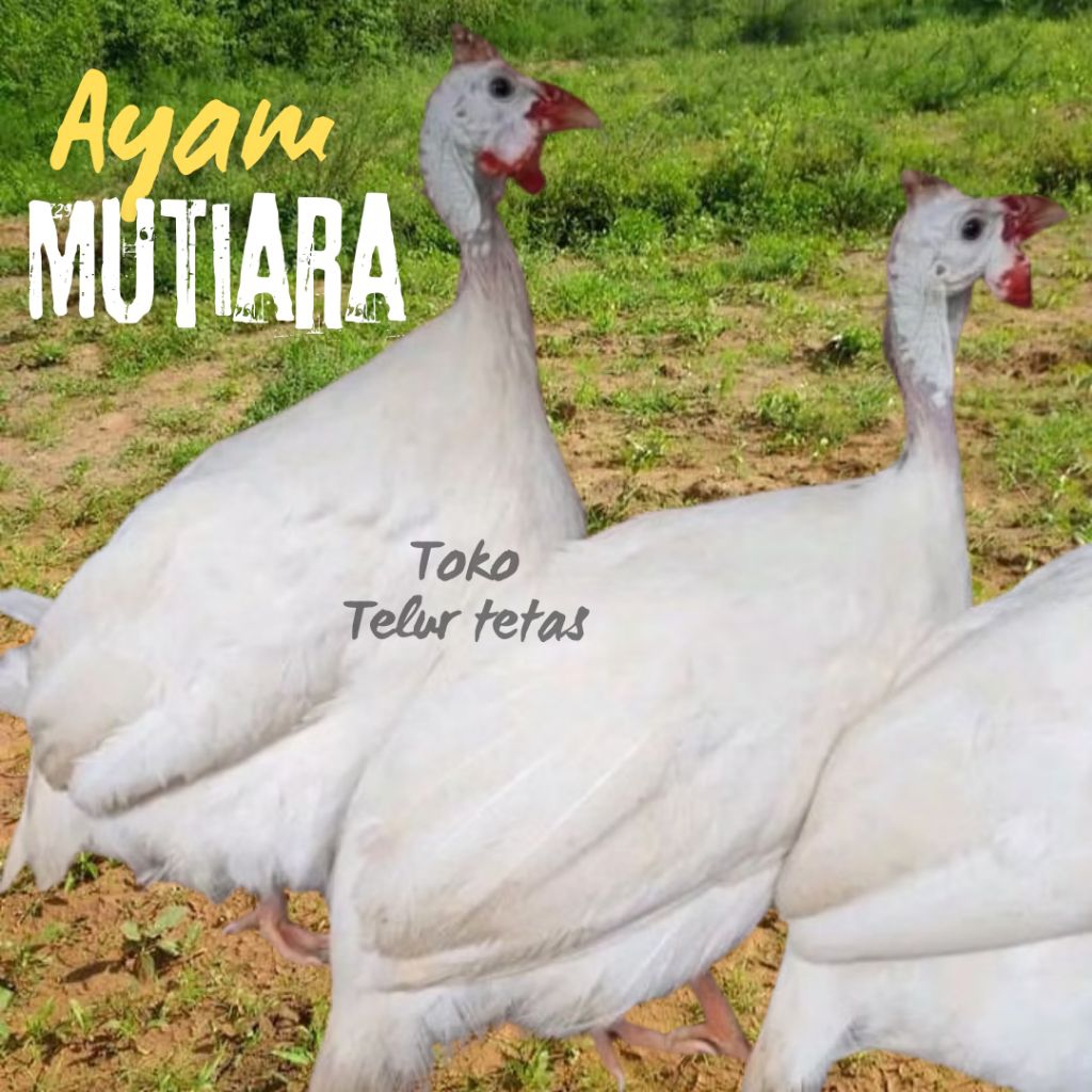 telur ayam mutiara fertil untuk ditetaskan