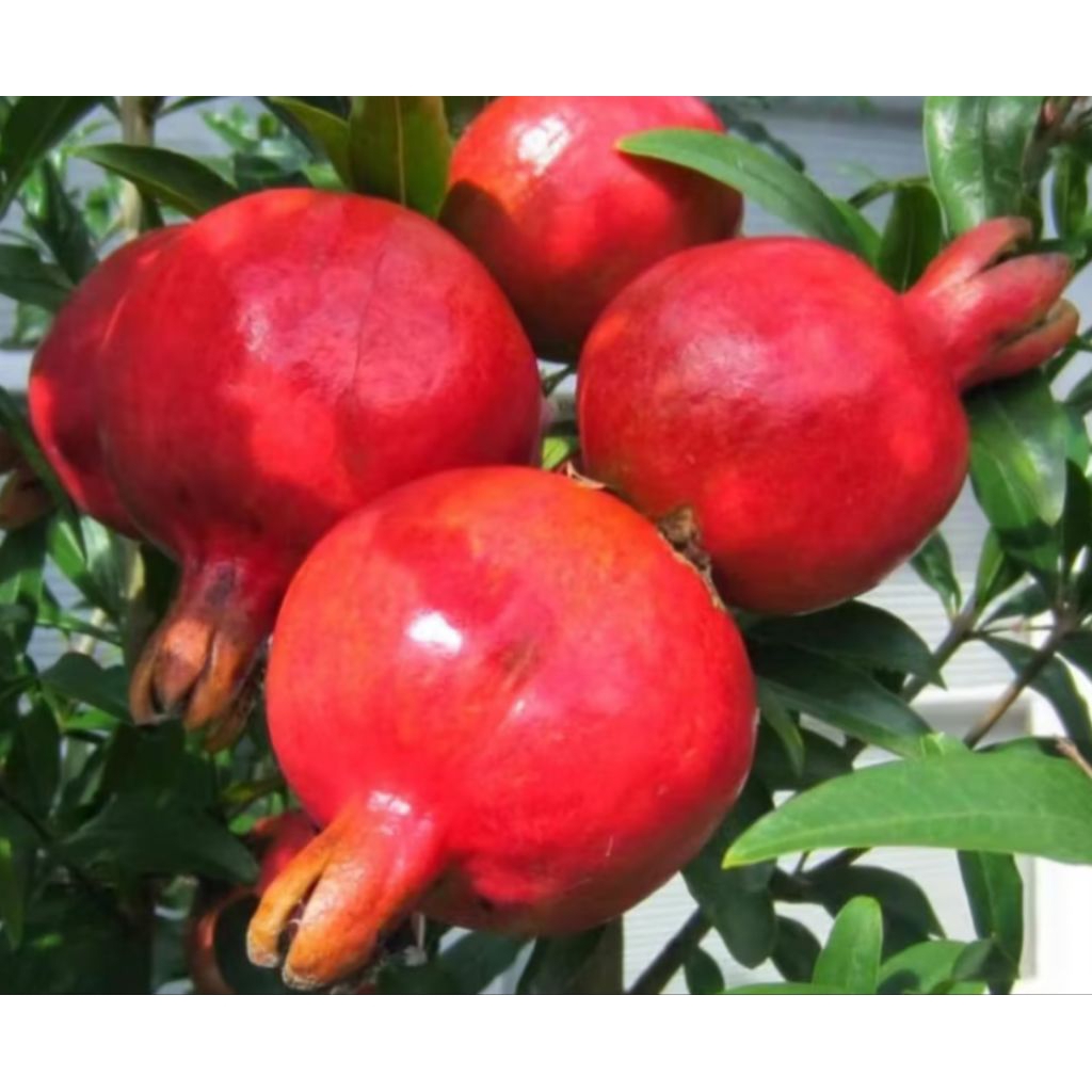 Pohon Buah Delima Merah Tanaman Segar Buah Delima