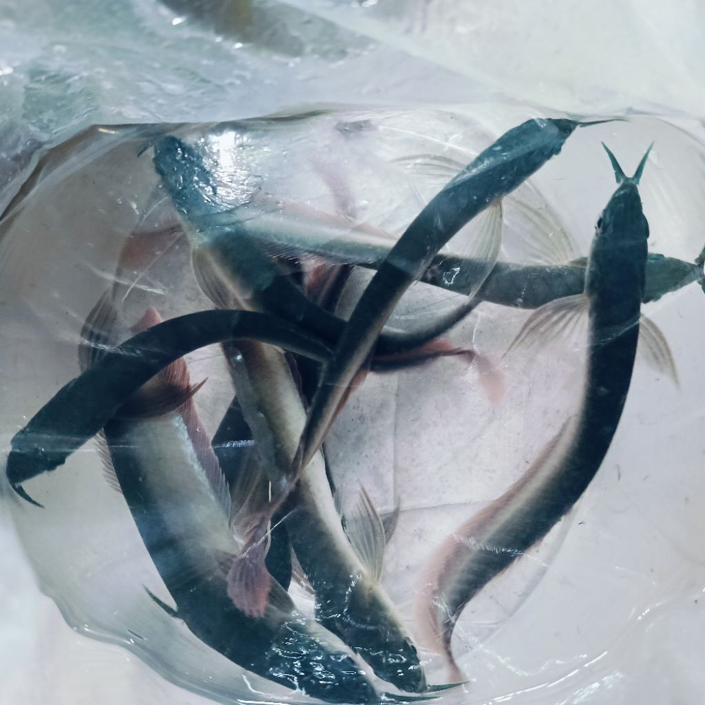 Arwana 25-29 cm Arowana Silver Red