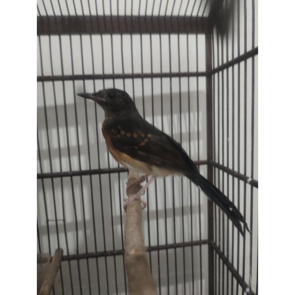 murai batu medan trotolan trah prestasi