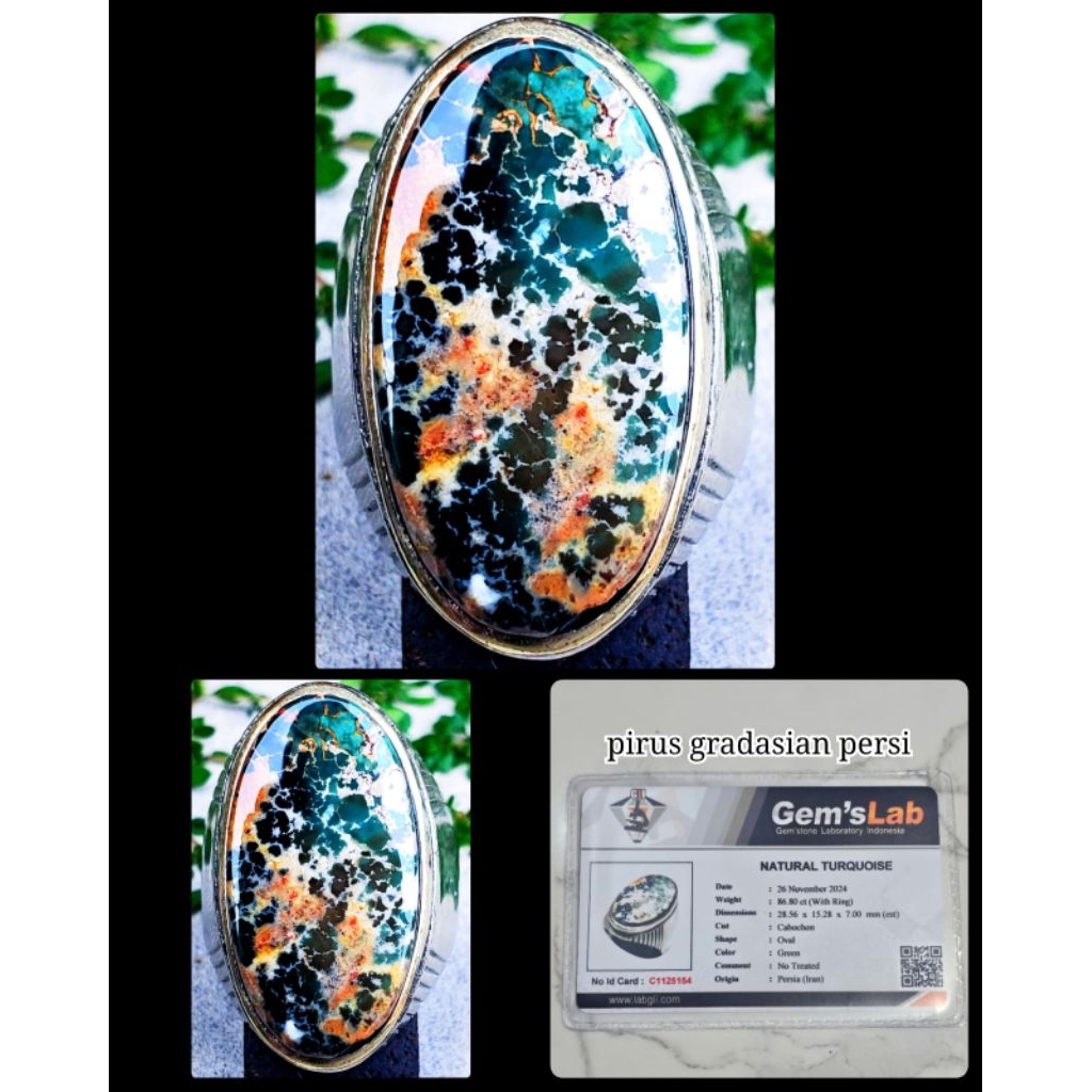 original pirus hitam Persia jumbo asli multi colour ya