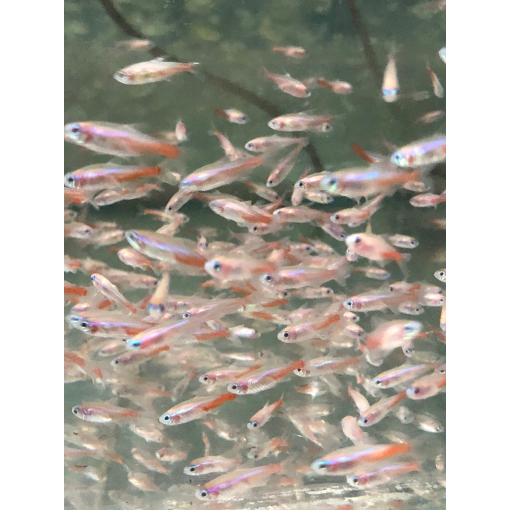 neon tetra albino