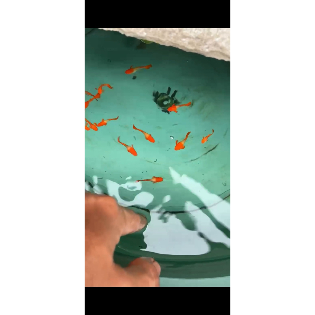 guppy albino koi ribbon red ear