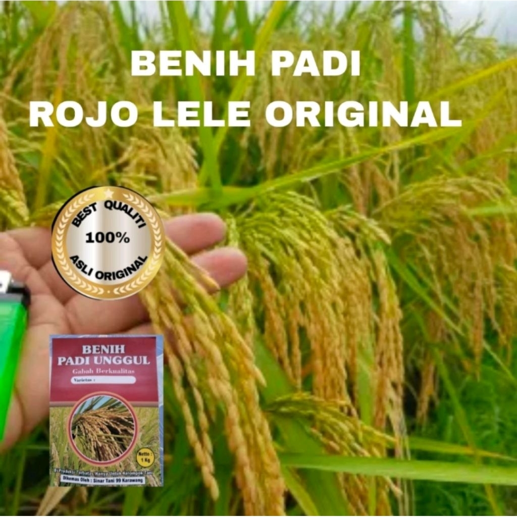 benih padi Rojo lele kemasan 5kg