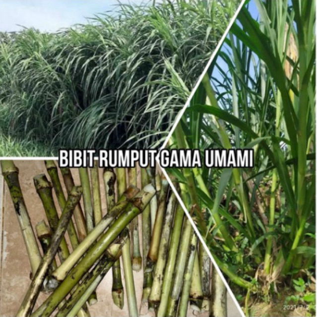 Bibit Rumput (GAJAH GAMMA UMAMI) Untuk Pakan Ternak Domba, Kambing, Sapi Dan Unggas