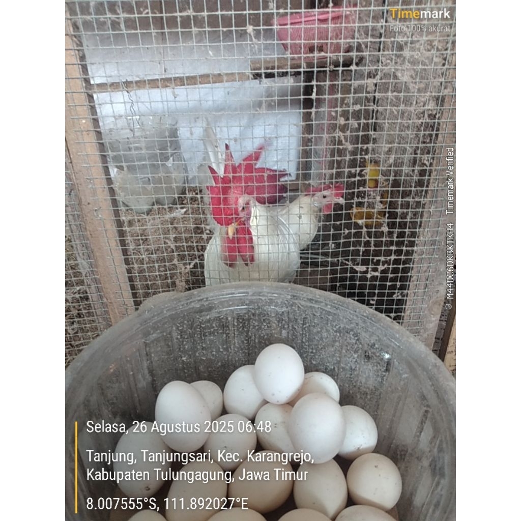Telur tetas ayam White Leghorn