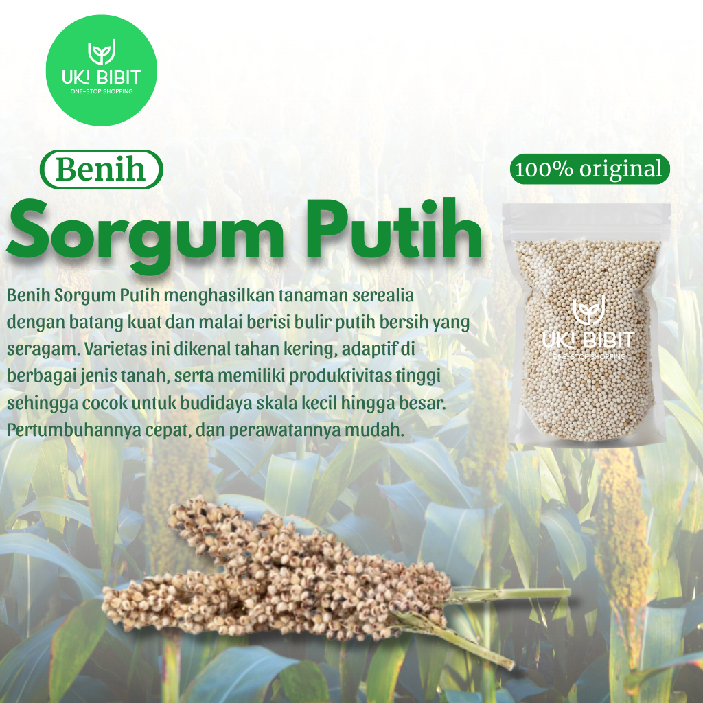 ( 100 Gram ) Benih Biji Sorgum Putih | Batang Manis | Jagung Cantel