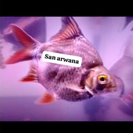 hiasan kaviat green SB balon body bulet